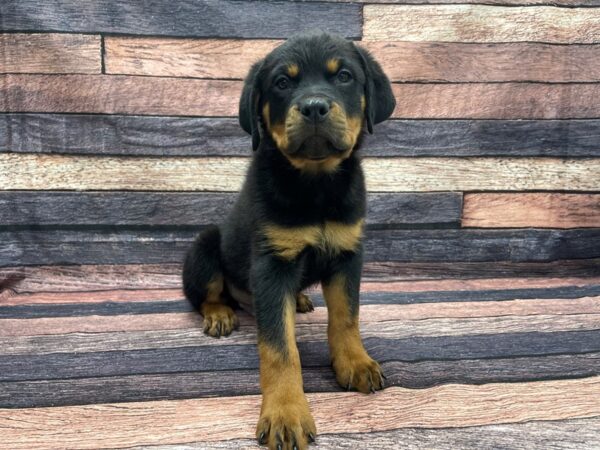 Rottweiler-DOG-Male-Black and Mahogany-24100-Petland Scottsdale, Arizona