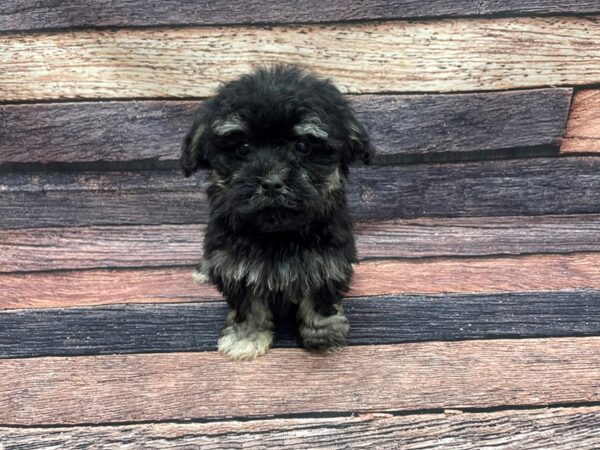 Bichon Frise/Poodle-DOG-Female-Black and Apricot-24103-Petland Scottsdale, Arizona