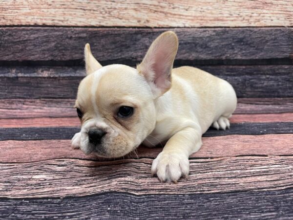 French Bulldog-DOG-Female-Cream-24107-Petland Scottsdale, Arizona
