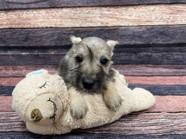 Miniature Schnauzer-DOG-Female-Salt and Pepper-24097-Petland Scottsdale, Arizona