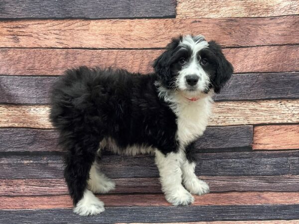 Australian Shepherd/Standard Poodle-DOG-Female-Black-24116-Petland Scottsdale, Arizona