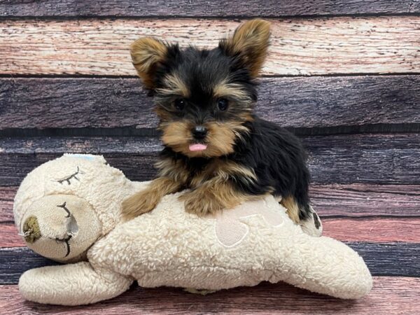 Yorkshire Terrier-DOG-Male-Black and Tan-24101-Petland Scottsdale, Arizona