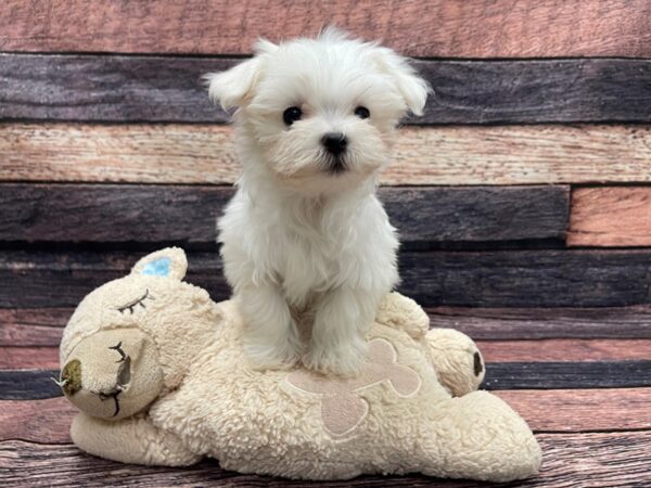 Maltese-DOG-Female-White-24109-Petland Scottsdale, Arizona