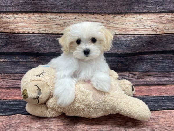 Maltese/Poodle-DOG-Male-White and Apricot-24104-Petland Scottsdale, Arizona