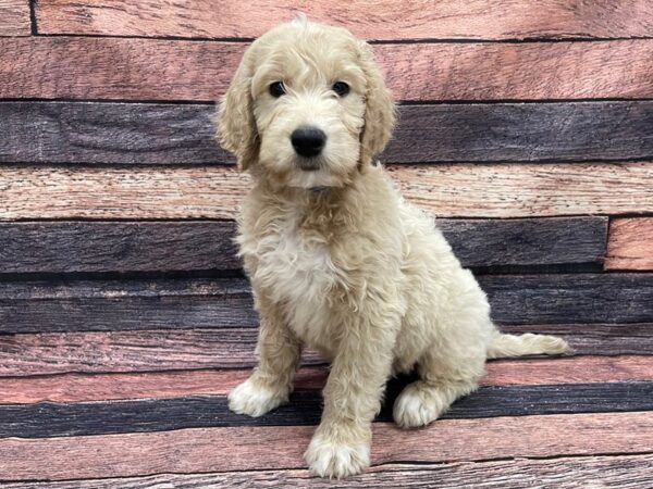 Golden Retriever/Standard Poodle-DOG-Male-Golden-24115-Petland Scottsdale, Arizona