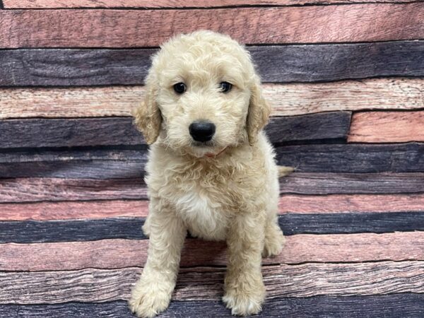 Golden Retriever/Standard Poodle-DOG-Female-Golden-24114-Petland Scottsdale, Arizona