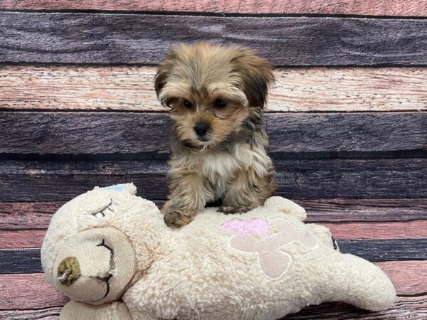 Poodle/Yorkshire Terrier-DOG-Female-Red Sable-24122-Petland Scottsdale, Arizona