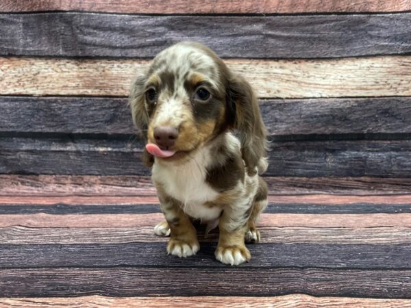 Dachshund-DOG-Male-Chocolate / Tan-24106-Petland Scottsdale, Arizona