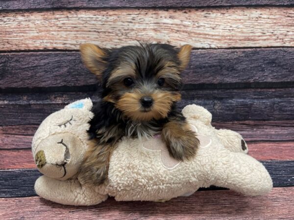 Yorkshire Terrier-DOG-Female-Black / Tan-24113-Petland Scottsdale, Arizona
