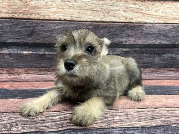 Miniature Schnauzer-DOG-Male-Salt and Pepper-24098-Petland Scottsdale, Arizona