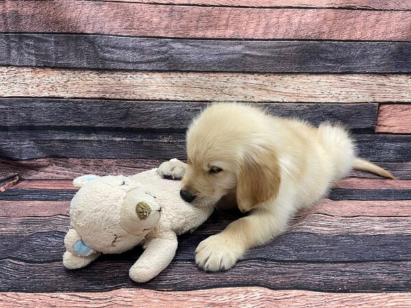 Golden Retriever-DOG-Male-Golden-24123-Petland Scottsdale, Arizona