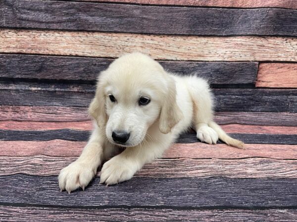 Golden Retriever-DOG-Female-Golden-24124-Petland Scottsdale, Arizona