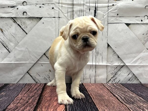 Pug-DOG-Male-White-24157-Petland Scottsdale, Arizona
