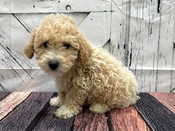 Bichon Frise/Poodle-DOG-Male-Apricot-24154-Petland Scottsdale, Arizona