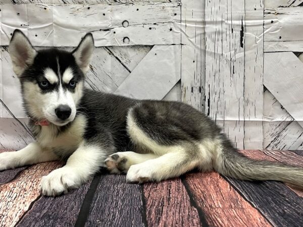 Siberian Husky-DOG-Female-Black / White-24145-Petland Scottsdale, Arizona