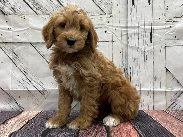 F1 Mini Goldendoodle-DOG-Female-Red-24152-Petland Scottsdale, Arizona