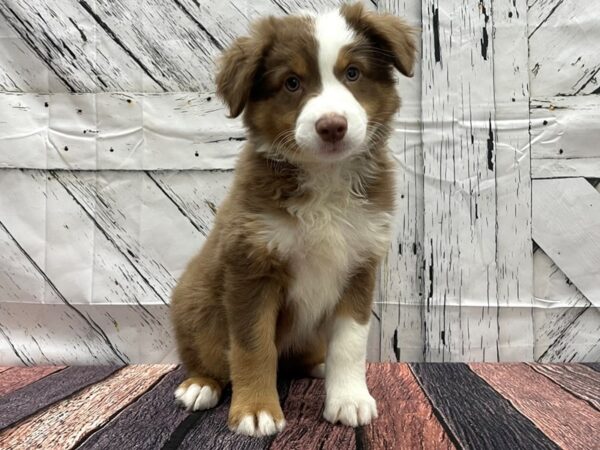 Australian Shepherd-DOG-Male-Red-24134-Petland Scottsdale, Arizona