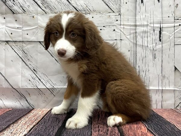 Australian Shepherd-DOG-Female-Red-24133-Petland Scottsdale, Arizona