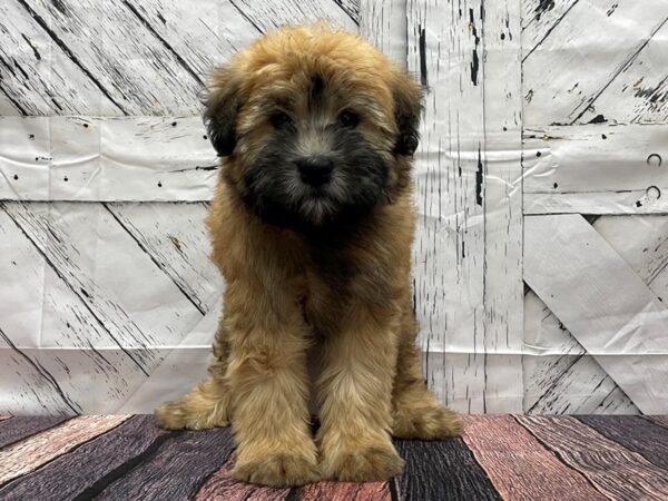Soft Coated Wheaten Terrier-DOG-Male-Wheaten-24129-Petland Scottsdale, Arizona