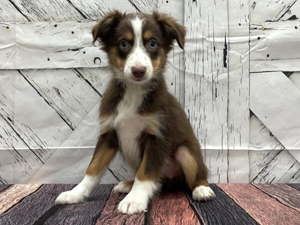 Miniature Australian Shepherd-DOG-Male-Red-24128-Petland Scottsdale, Arizona