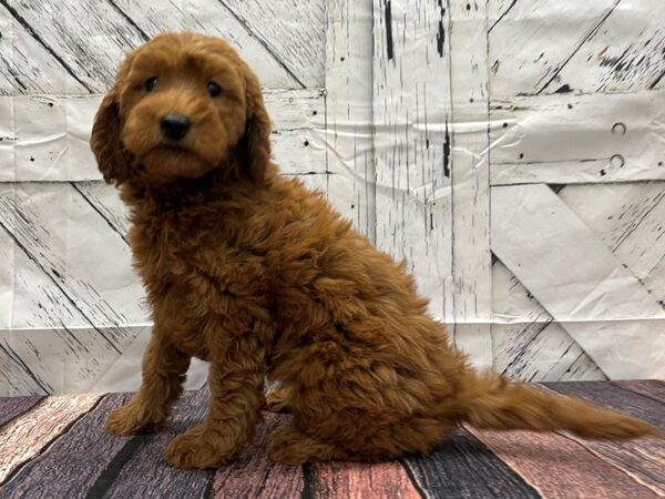 F1B Goldendoodle-DOG-Female-Golden-24126-Petland Scottsdale, Arizona