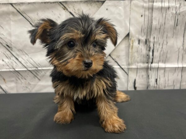 Yorkshire Terrier-DOG-Female-Black / Tan-24147-Petland Scottsdale, Arizona