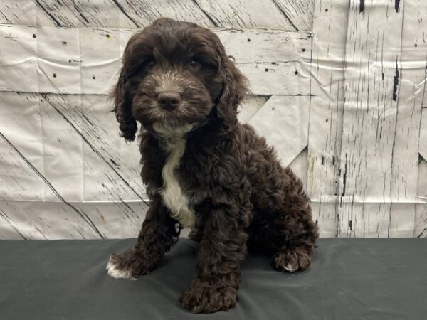 Cocker Spaniel/Poodle-DOG-Male-Chocolate-24151-Petland Scottsdale, Arizona