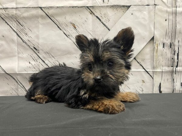 2nd Generation Morkie-DOG-Female-Black / Tan-24155-Petland Scottsdale, Arizona