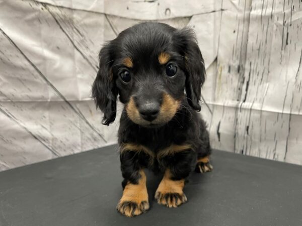 Dachshund-DOG-Female-Black / Tan-24143-Petland Scottsdale, Arizona