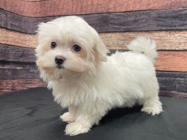 Maltese-DOG-Female-White-24142-Petland Scottsdale, Arizona