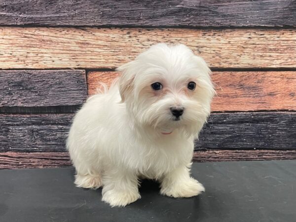 Maltese/Poodle-DOG-Female-White-24156-Petland Scottsdale, Arizona