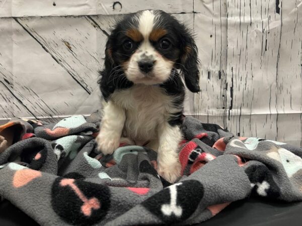 Cavalier King Charles Spaniel-DOG-Male-Black and White-24136-Petland Scottsdale, Arizona