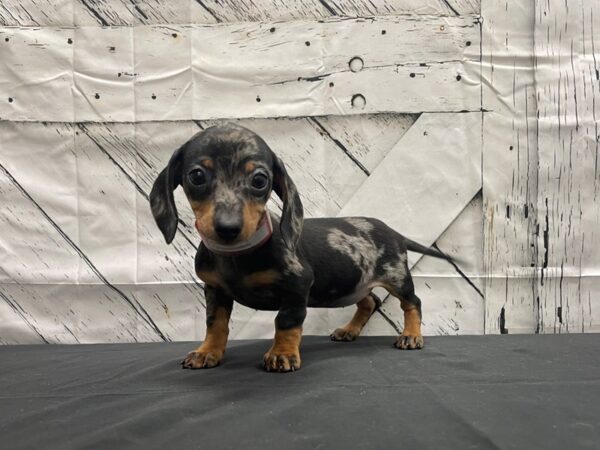 Dachshund-DOG-Female-Black and Silver Dapple-24132-Petland Scottsdale, Arizona