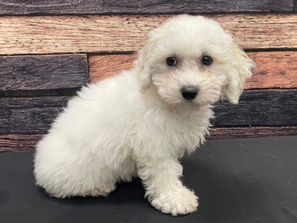 Bichon Frise-DOG-Female-White-24135-Petland Scottsdale, Arizona