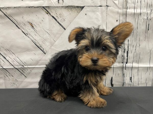 Yorkshire Terrier-DOG-Male-Black / Tan-24148-Petland Scottsdale, Arizona