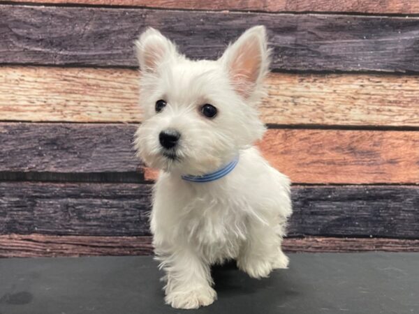West Highland White Terrier-DOG-Male-White-24146-Petland Scottsdale, Arizona