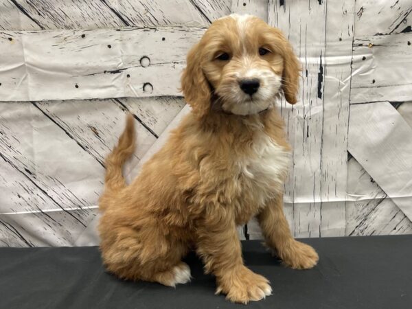 F1 Mini Goldendoodle-DOG-Male-Dark Golden-24153-Petland Scottsdale, Arizona