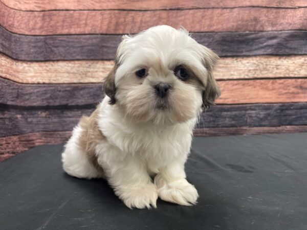 Shih Tzu-DOG-Male-Lilac / White-24144-Petland Scottsdale, Arizona