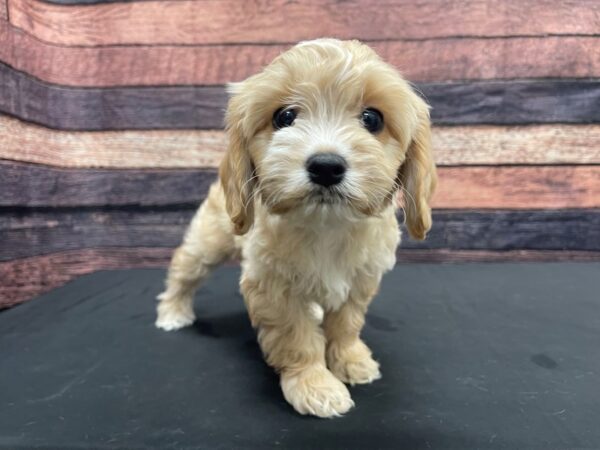 Bichon Frise/Cavalier King Charles Spaniel-DOG-Male-Apricot-24149-Petland Scottsdale, Arizona