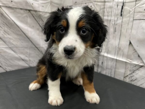 Miniature Australian Shepherd-DOG-Female-Black White and Brown-24127-Petland Scottsdale, Arizona
