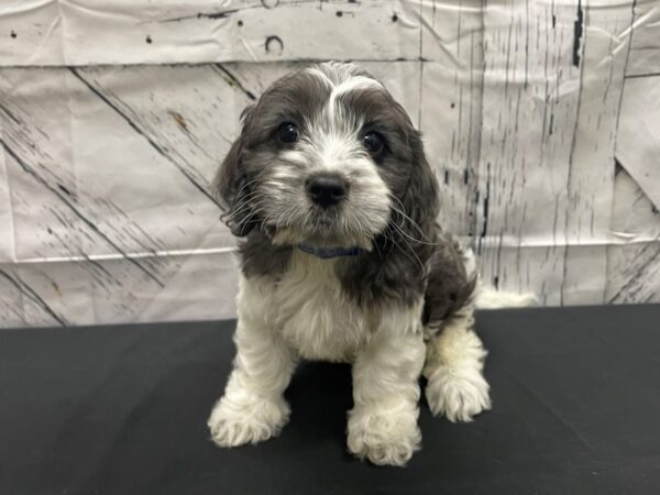 Cavalier King Charles Spaniel/Poodle-DOG-Male-White Blue Merle / Tan-24150-Petland Scottsdale, Arizona