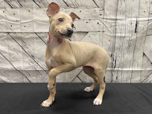 Italian Greyhound-DOG-Female-Blue Fawn-24138-Petland Scottsdale, Arizona