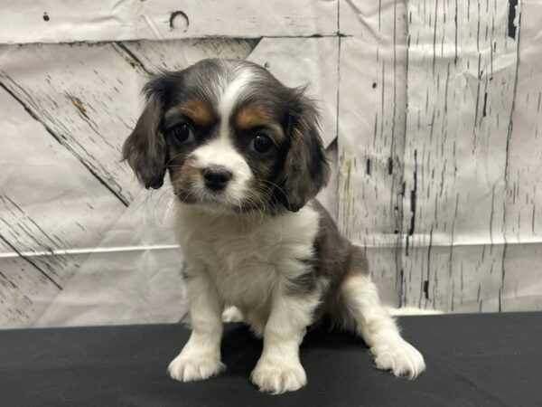 Cavalier King Charles Spaniel-DOG-Female-Blue Merle / Tan-24137-Petland Scottsdale, Arizona