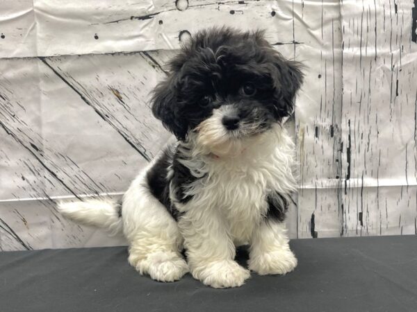 Havanese-DOG-Female-Black and White-24131-Petland Scottsdale, Arizona