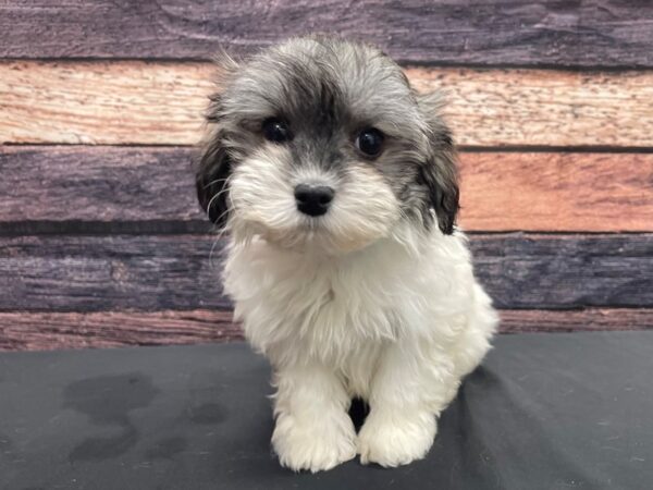 Havanese-DOG-Male-Gold-24130-Petland Scottsdale, Arizona