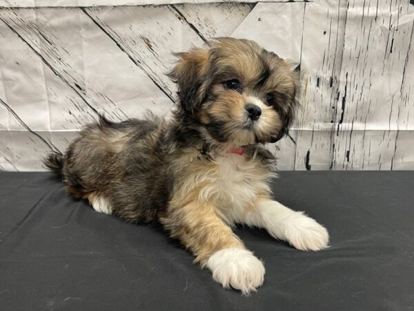 Lhasa Apso-DOG-Female-Red Gold-24125-Petland Scottsdale, Arizona
