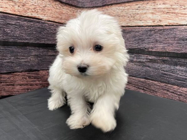 Maltese-DOG-Female-White-24141-Petland Scottsdale, Arizona
