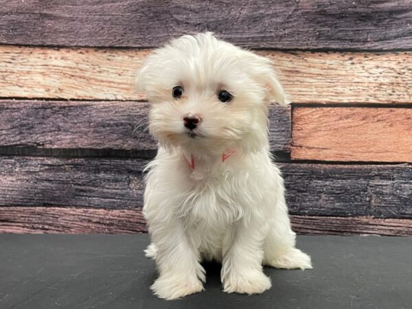 Maltese-DOG-Female-White-24140-Petland Scottsdale, Arizona