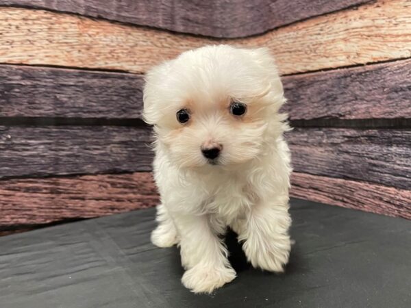 Maltese-DOG-Female-White-24139-Petland Scottsdale, Arizona
