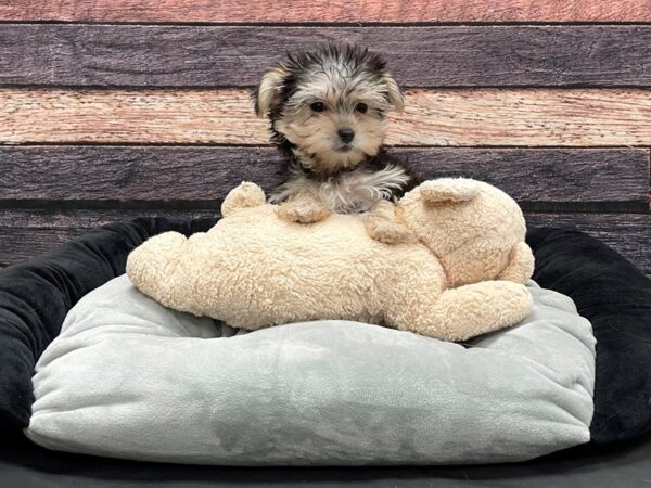 Maltese/Yorkshire Terrier-DOG-Female-Black / Tan-24179-Petland Scottsdale, Arizona